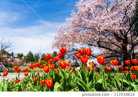 有著盛開的鬱金香的春天公園 有著盛開的鬱金香的春天公園 113538618