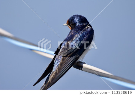 燕子（清晨） 113538619