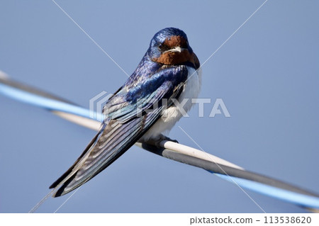 Swallow (early morning) Swallow (early morning) 113538620