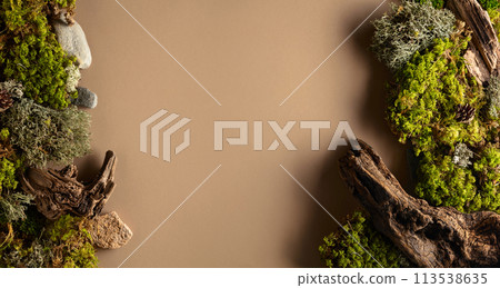 Abstract north nature scene with a composition of lichen, moss, and old snags on a beige background. 113538635