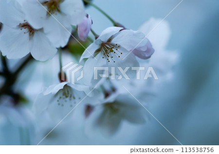 櫻相美吉野 113538756