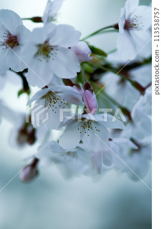 櫻相美吉野 櫻相美吉野 113538757