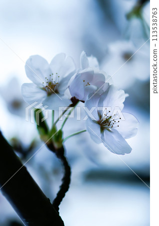 櫻相美吉野 113538763