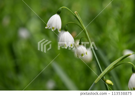 京都府植物園 113538875