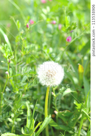 Dandelion's fluff 113538906