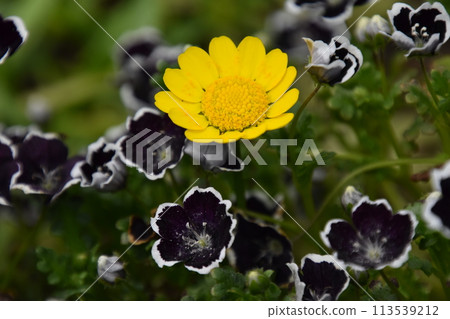 Kyoto Prefectural Botanic Garden 113539212
