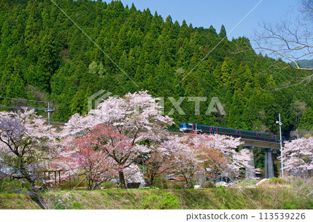 Spring has come to the Chugoku Mountains 113539226