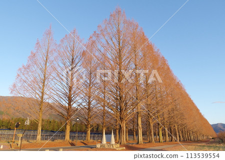 A row of deciduous metasequoia trees bathed in the morning sun in Makino Town, Takashima City, Shiga Prefecture A row of deciduous metasequoia trees bathed in the morning sun in Makino Town, Takashima City, Shiga Prefecture 113539554
