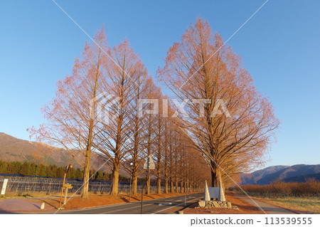 A row of deciduous metasequoia trees bathed in the morning sun in Makino Town, Takashima City, Shiga Prefecture 113539555