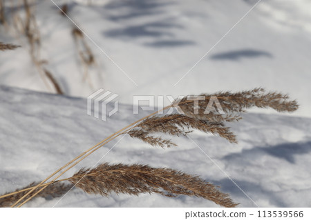 Pampas grass outdoor in light pastel colors. Dry reeds boho style. 113539566