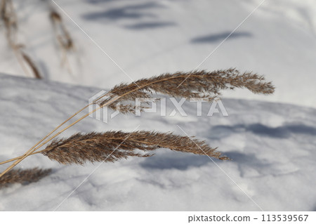 Pampas grass outdoor in light pastel colors. Dry reeds boho style. 113539567