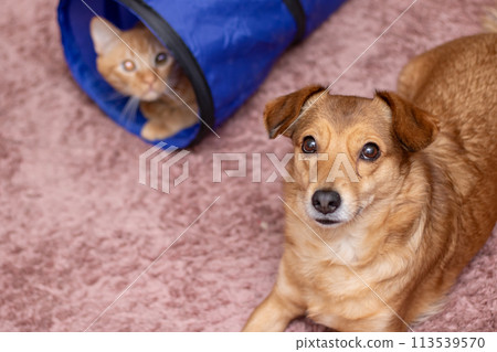 Vertebrate mammal dog and carnivore cat playing in tunnel Vertebrate mammal dog and carnivore cat playing in tunnel 113539570