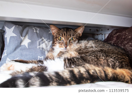 Cat with whiskers laying comfortably under a table 113539575