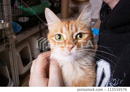 Person in black shirt holds small ginger cat 113539576