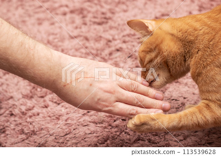 Ginger cat sniffing scratched hand at home Ginger cat sniffing scratched hand at home 113539628