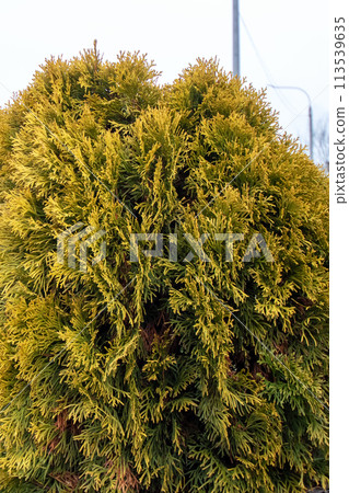 Yellow evergreen shrubs on the lawn closeup 113539635