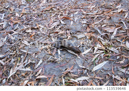 Dog poop on the ground on leaves 113539646