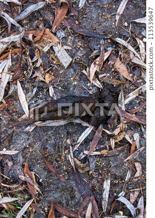 Dog poop on the ground on leaves closeup Dog poop on the ground on leaves closeup 113539647