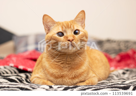 Cute ginger cat lying on the bed 113539691