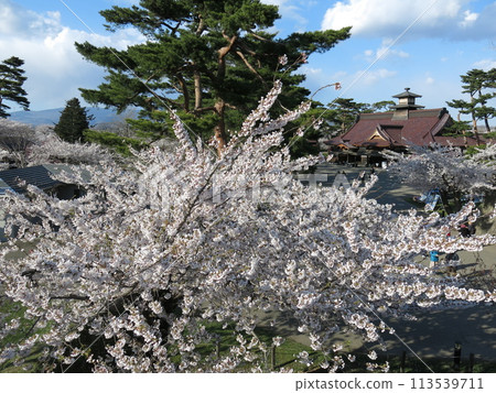 Hakodate Goryokaku in spring with beautiful cherry blossoms (with the Hakodate Magistrate's Office in the background) Hakodate Goryokaku in spring with beautiful cherry blossoms (with the Hakodate Magistrate's Office in the background) 113539711
