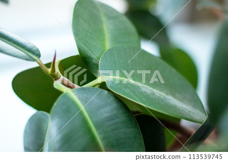Green leaves of lush houseplant close up Green leaves of lush houseplant close up 113539745