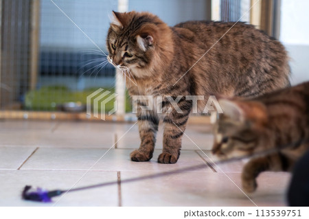 Playful gray shaggy cat at home closeup 113539751