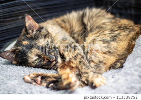 Little tricolor cat sleeping in a bed 113539752
