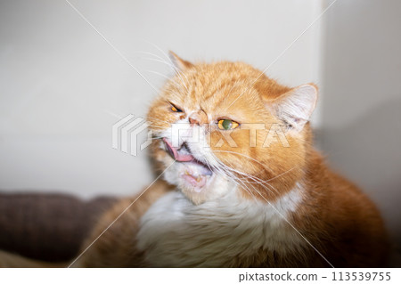 Ginger exotic cat with a catheter on his paw 113539755