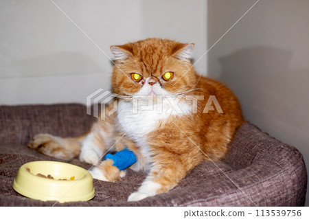 Ginger exotic cat with a catheter on his paw 113539756