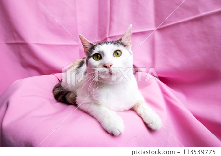 Funny White Kitten at home, portrait closeup 113539775