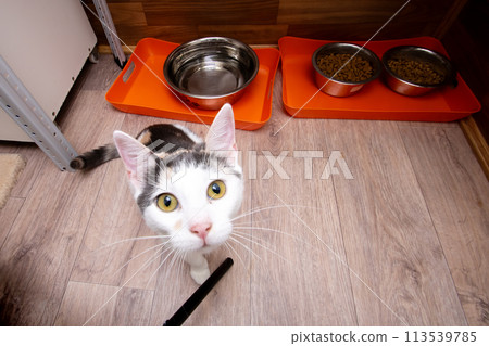 Funny White Kitten at home, portrait closeup 113539785