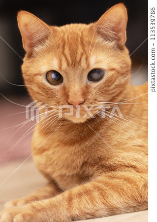 Ginger cat lying on a stool at home 113539786