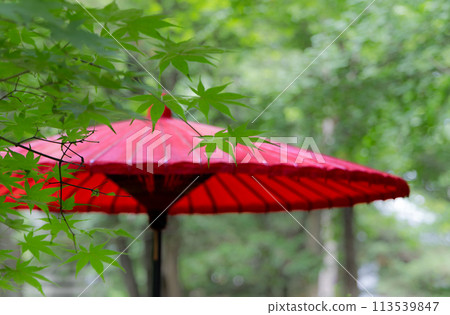 Summer visit to shrine (31) 113539847