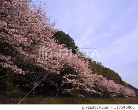 大阪新瀧池，櫻花盛開 113540006
