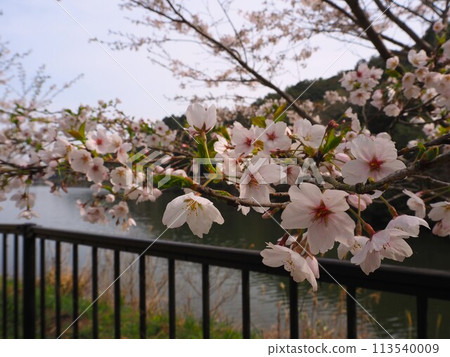 大阪新瀧池,櫻花盛開 大阪新瀧池,櫻花盛開 113540009