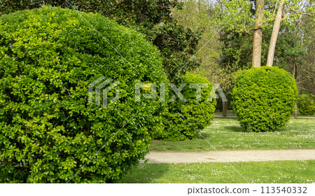 Japanese spindle or euonymus japonicus or evergreen spindle globe form pruned plants. 113540332