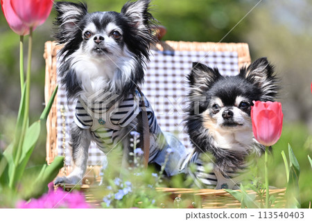 Two cute long-coated chihuahuas and tulips 113540403