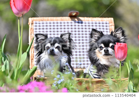 Two cute long-coated chihuahuas and tulips 113540404