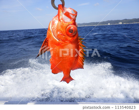 我抓到了 Chikamekintoki。 113540823