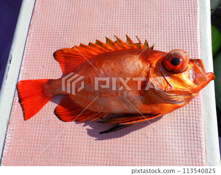 I caught a yellowtail smelt I caught a yellowtail smelt 113540825