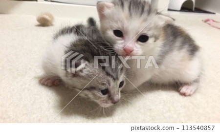 Two cats sticking together Two cats sticking together 113540857