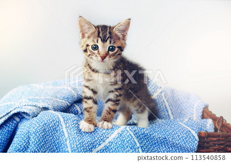 Staring kitten Staring kitten 113540858
