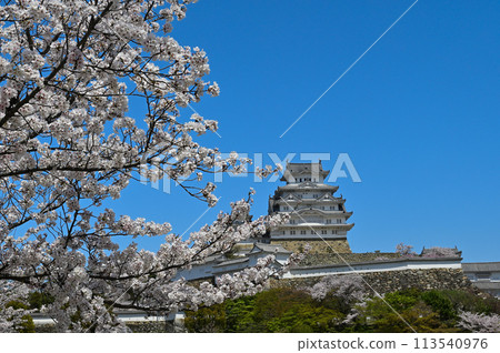 姬路城和櫻花 113540976