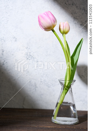 Tulip living in a vase Tulip living in a vase 113541003