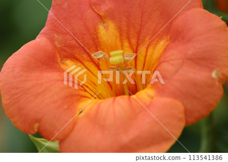 凌小花4號，家裡不宜種的樹 113541386