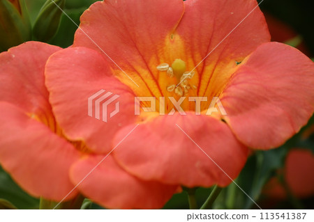 凌霄參，家裡不宜種的樹 113541387