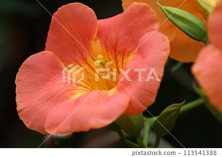 凌霄參，家裡不宜種的樹 113541388