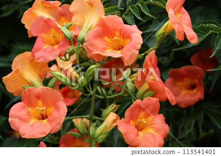 充滿活力和積極的喇叭藤花 - 4 113541401