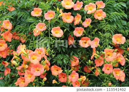 充滿活力、積極向上的喇叭花－人參 113541402