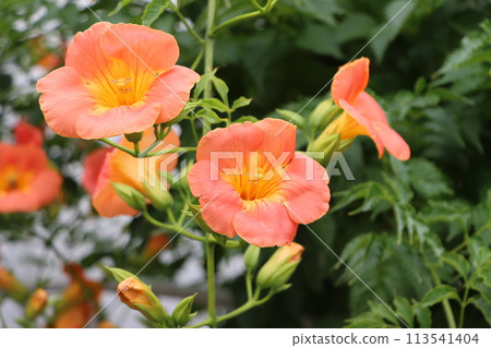 Bright and positive Trumpet Creeper flowers - Part 2 113541404